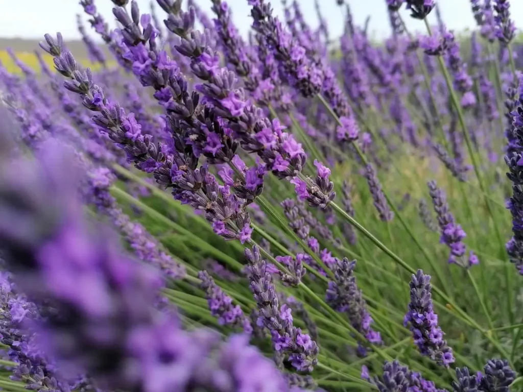 Levandula pestovanie