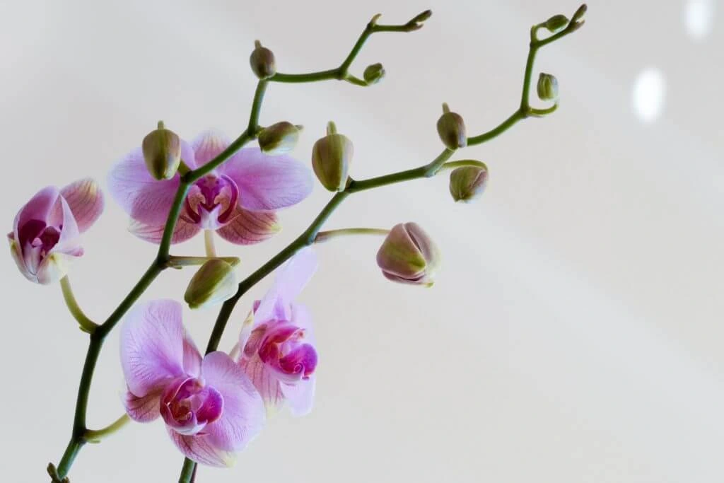 Orchidea pestovanie