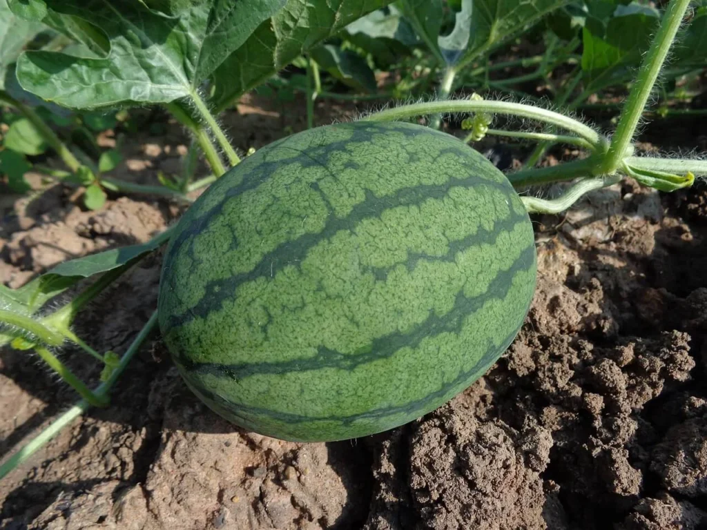 pestovanie melónov