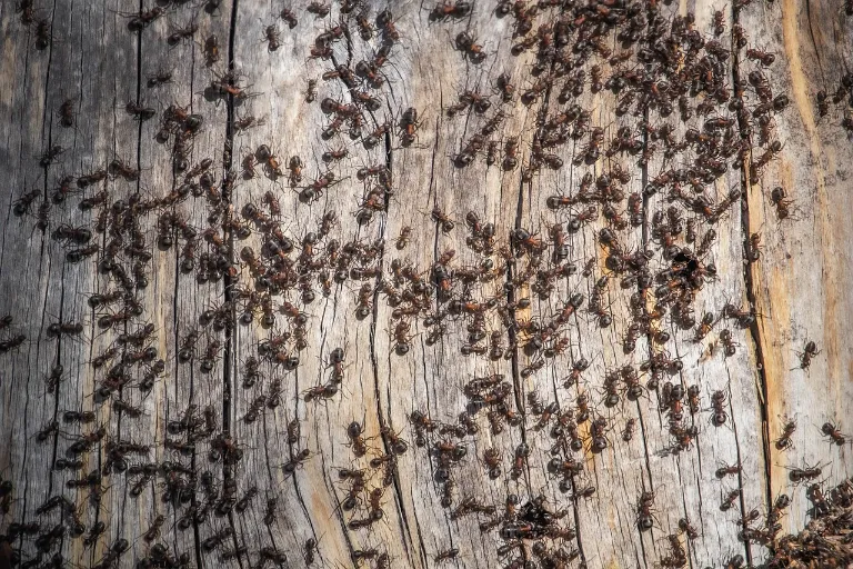 Ako sa zbaviť mravcov doma? 