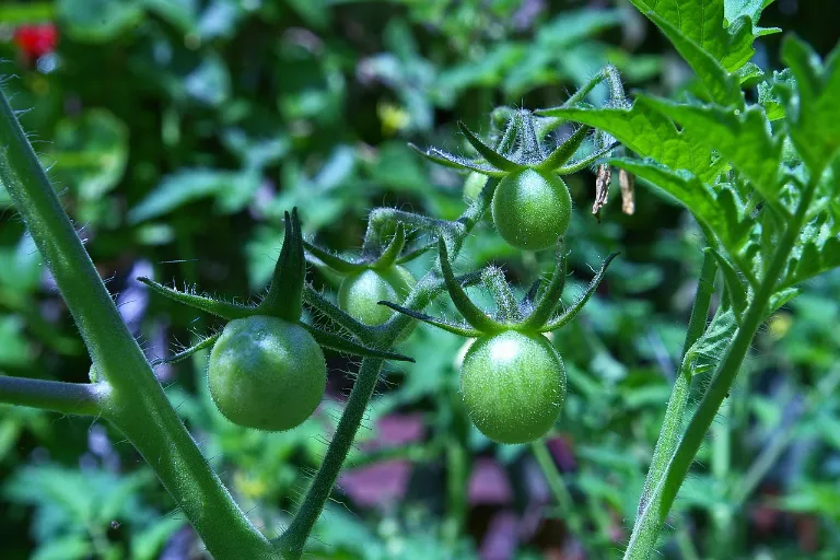 Pestovanie paradajok úvod