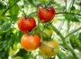 Zaštipovanie paradajok