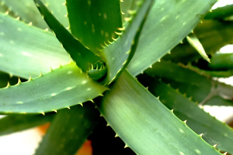 aloe vera rozmnožovanie