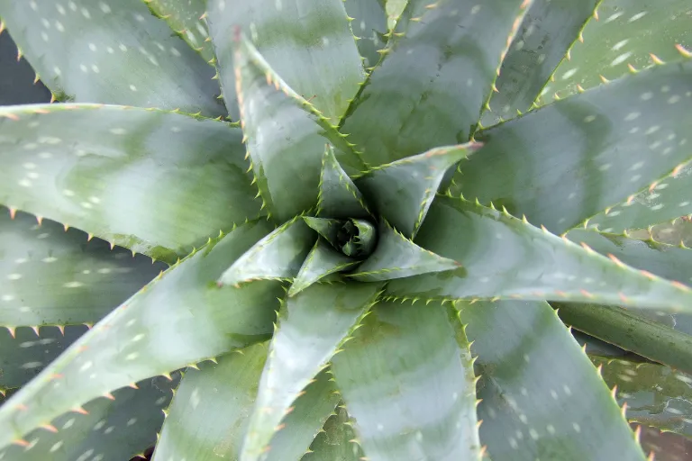 pestovanie aloe vera