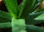 aloe vera pestovanie