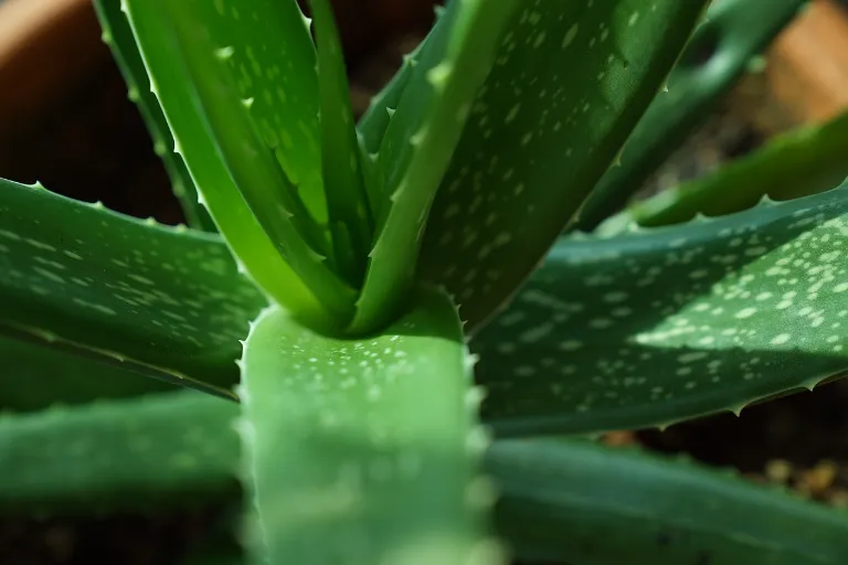 aloe vera pestovanie