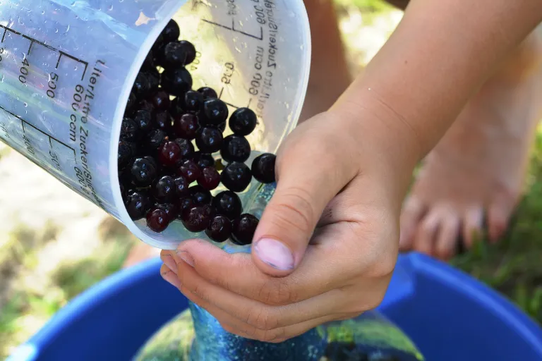 Arónia sirup