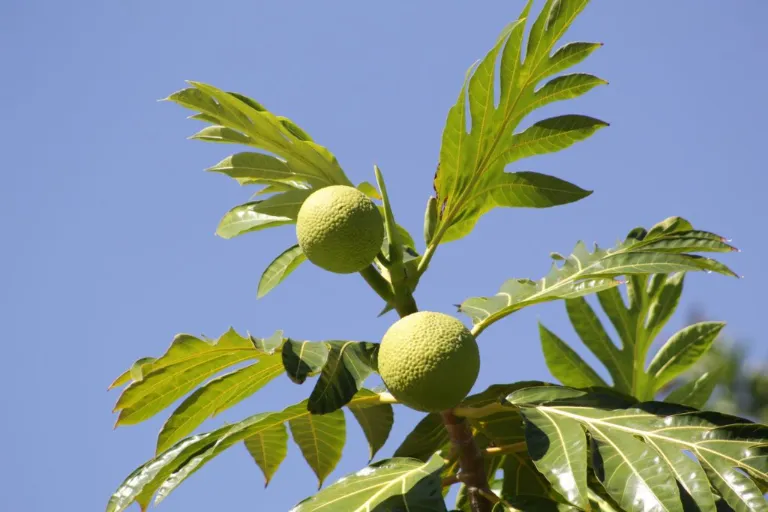 Breadfruit - Chlebovník obyčajný