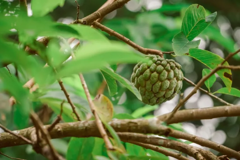 tropické ovocie cherimoya