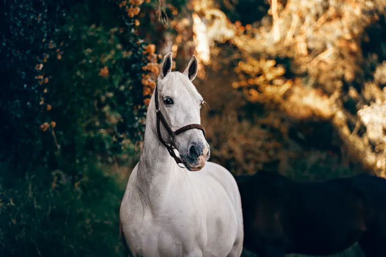 Svätý Martin na bielom koni