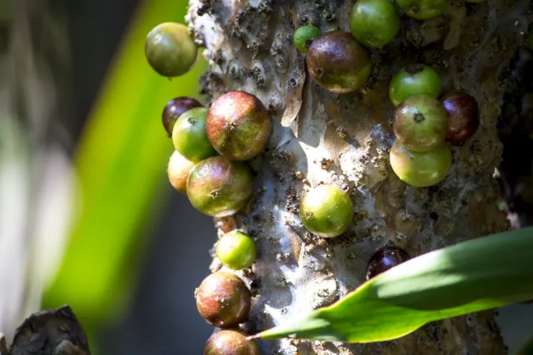 Exotické ovocie Jabuticaba