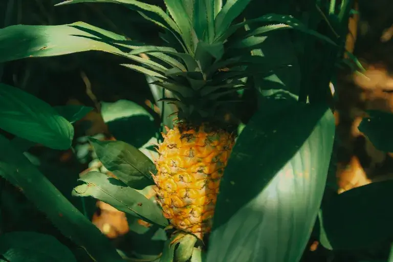 Pestovanie ananásu