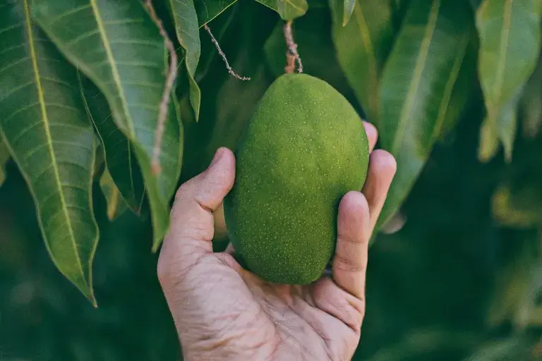 ako zasadit mango z kôstky