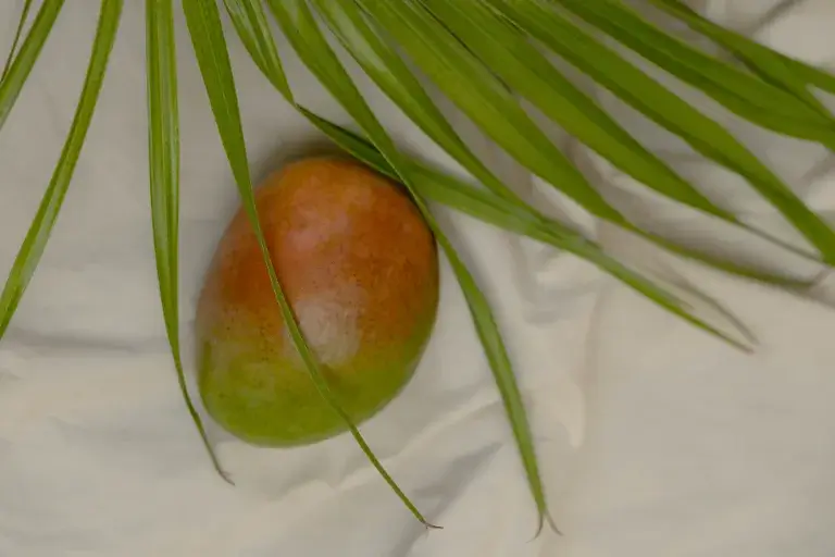 ako zasadit mango z kôstky
