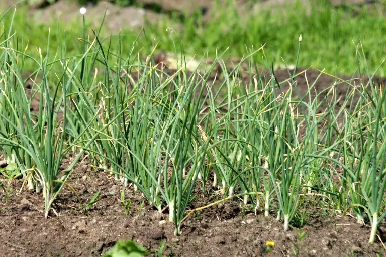 sadenie cesnaku na jar