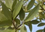 bobkový list pestovanie