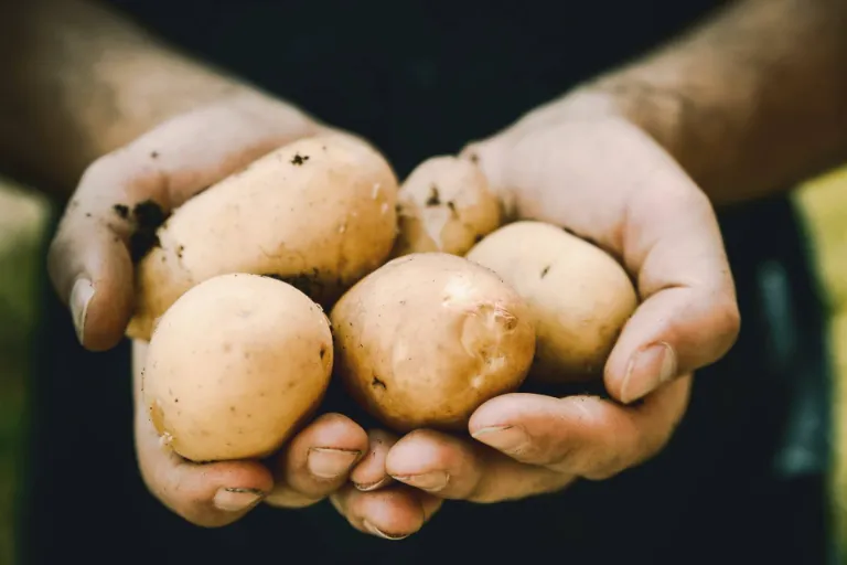sadenie zemiakov