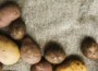 Pestovanie zemiakov vo vreci