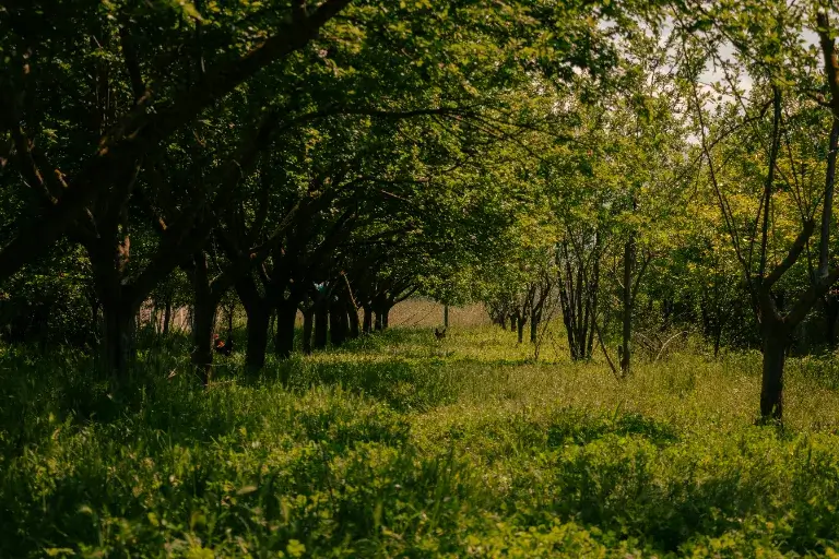 staré odrody ovocných stromov