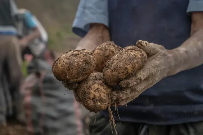 Ako zasadiť zemiaky do vreca?