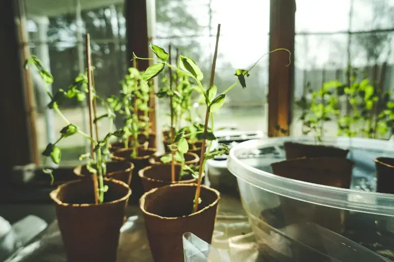 pestovanie papriky v skleníku
