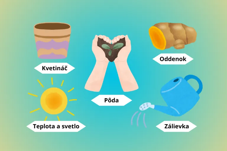 Ako pestovať kurkumu v kvetináči