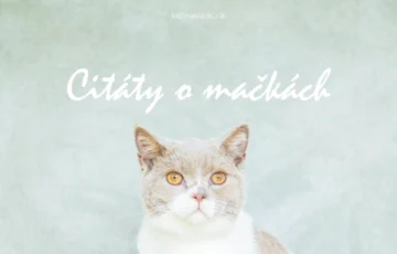 Citáty o mačkách