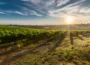 terroir